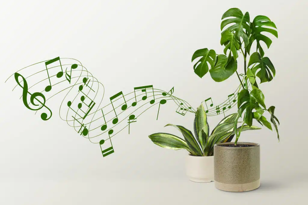 Musica - musica - 1 Musica
