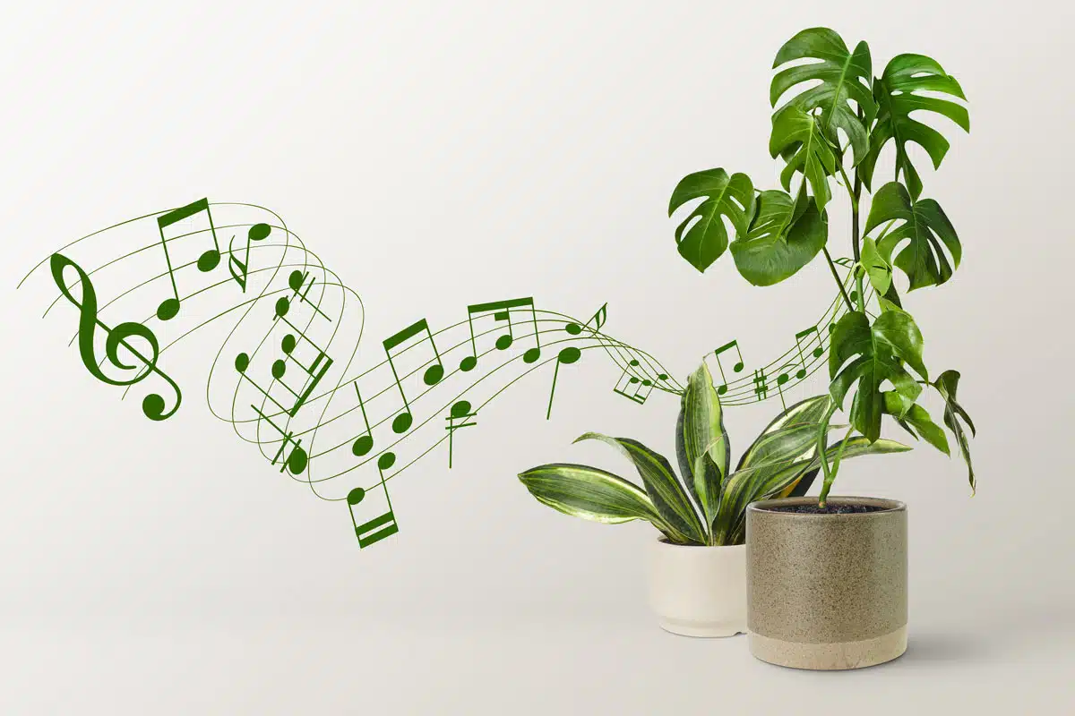 Musica