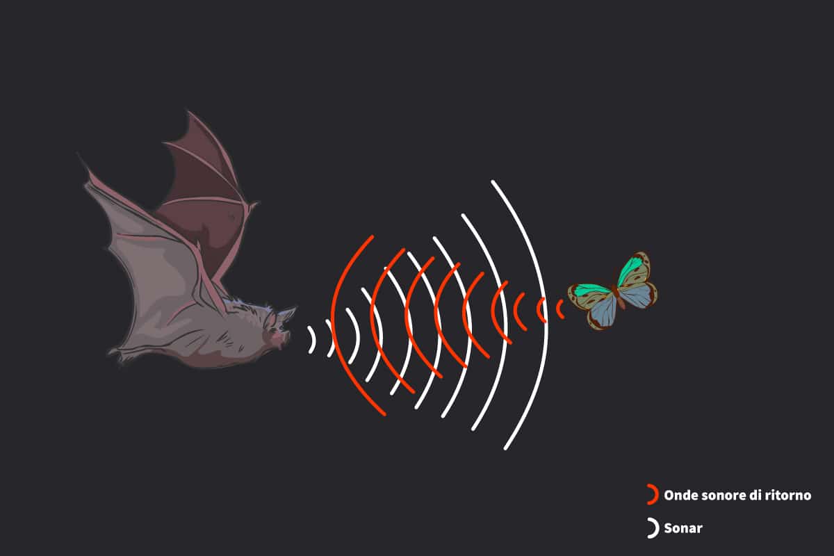 animali e udito
