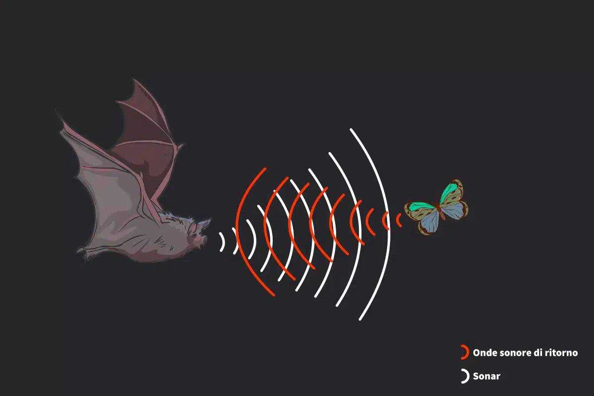 Animali E Udito