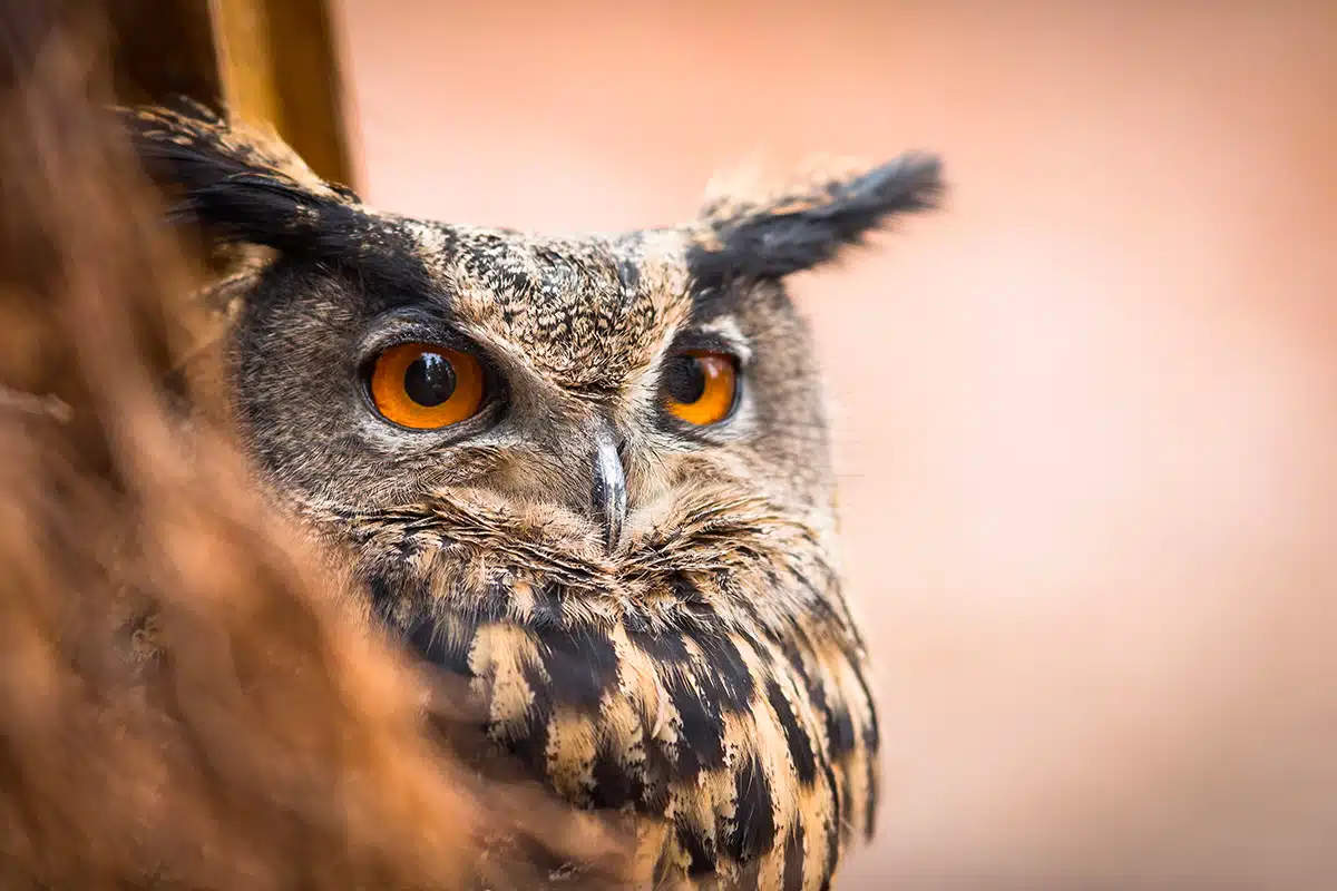 Animali E Orecchie